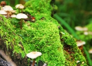 开云体育app-北欧风暴击溃沙漠之狐，金玟哉何以成为丹麦轻取阿尔及利亚的关键枢纽？