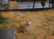 开云体育在线-乌拉圭高效终结波兰，恩佐·费尔南德斯赛后评分拉满