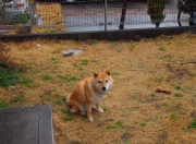 开云体育在线-乌拉圭高效终结波兰，恩佐·费尔南德斯赛后评分拉满