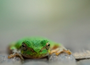 开云下载-当足球裁判吹响篮球哨声，李刚仁的NBA总决赛如何改写体育跨界史