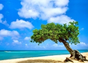 开云官网-绝境逆袭！切特关键节点连续得分，开拓者惊险翻盘山西队