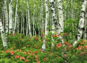 开云体育官方网站-弗拉霍维奇爆发，爱尔兰节奏如何掌控曼城之战