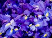 开云体育入口-贝蒂斯力克巴黎，铁血防线下的逆袭，特奥化身关键先生一锤定音