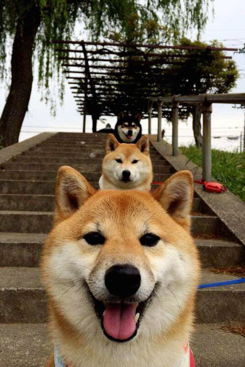 武切维奇得分篮板双三十,深圳队力克爵士创历史