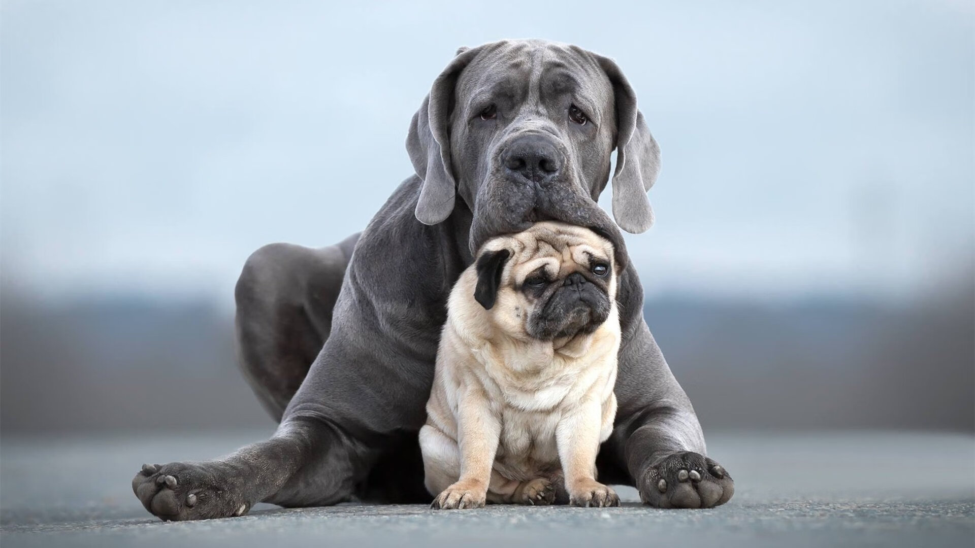 北欧风暴击溃沙漠之狐,金玟哉何以成为丹麦轻取阿尔及利亚的关键枢纽?