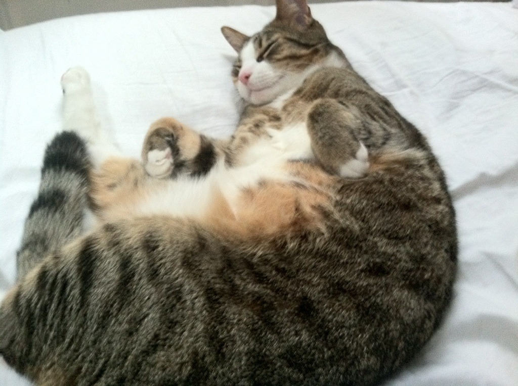 德甲争冠夜，帕尔默关键节点连续得分，扭转乾坤的一战