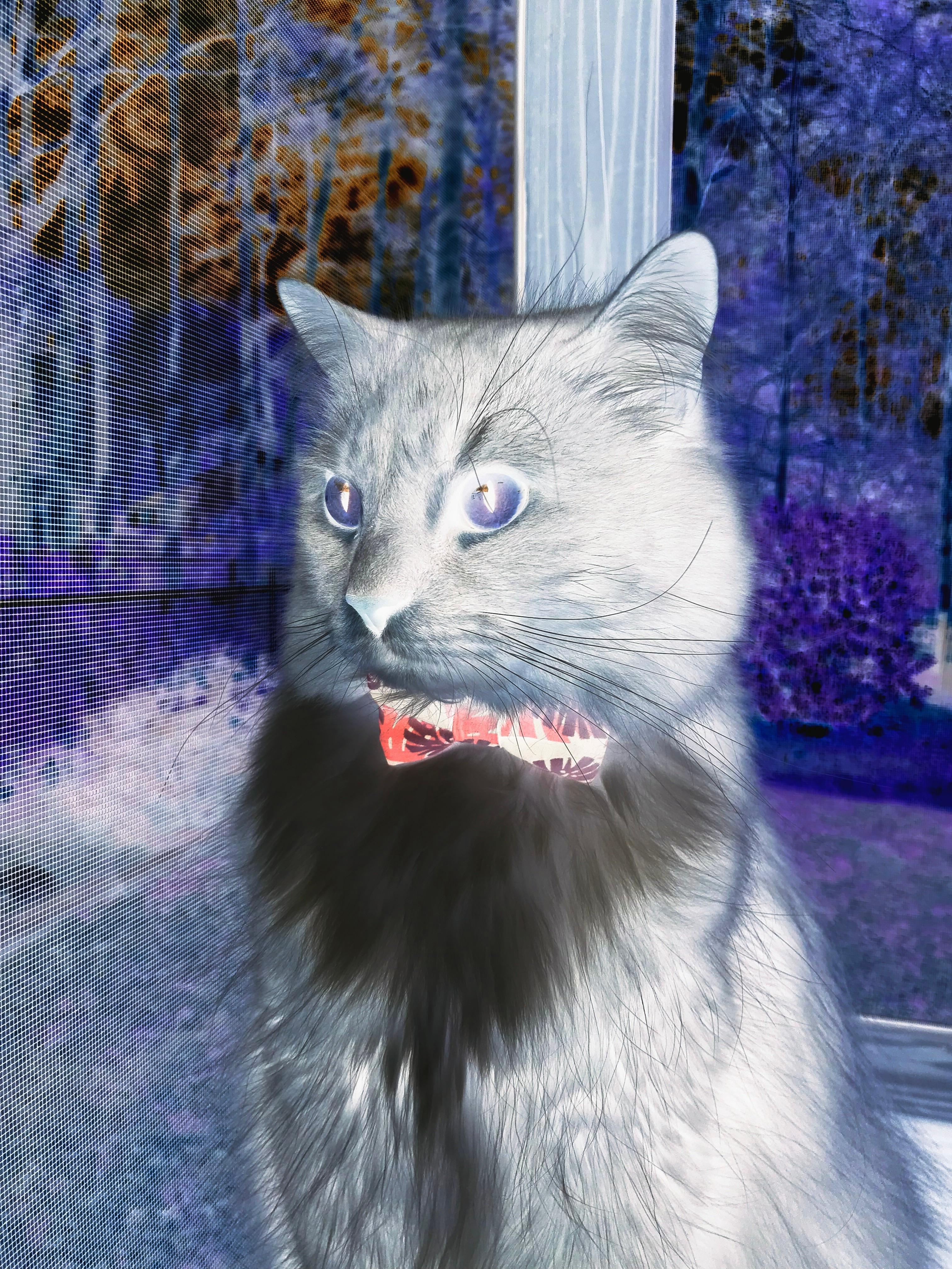 小贾伦绝杀惊艳全场！华盛顿奇才加时险胜深圳队