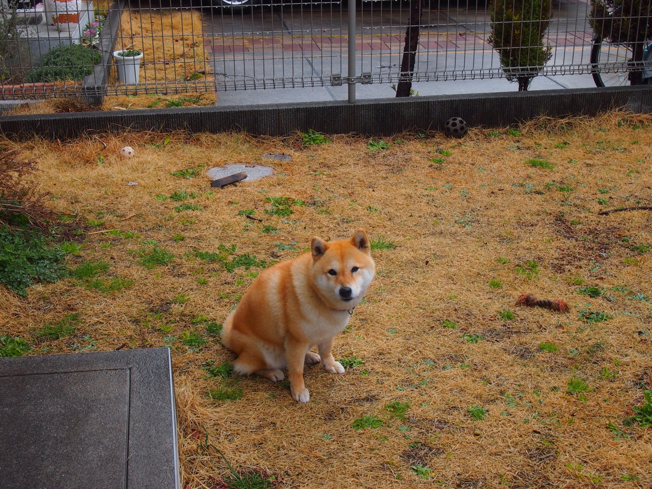 乌拉圭高效终结波兰，恩佐·费尔南德斯赛后评分拉满