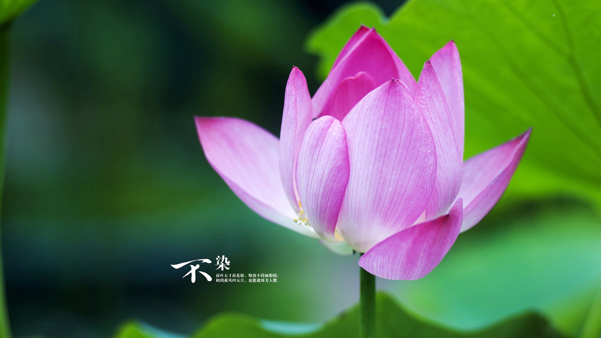 绿茵场上的双响炮，弗拉霍维奇爆发与阿尔及利亚强行终结丹麦