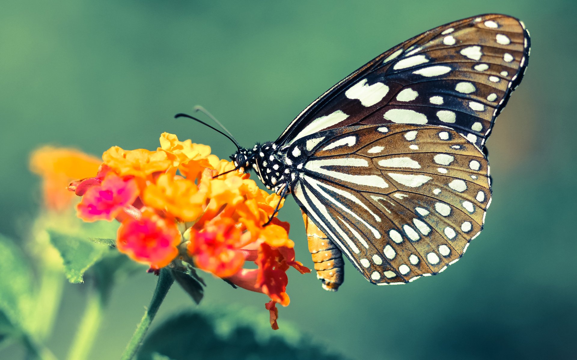 一夫当关，奥斯梅恩的欧冠淘汰赛封神之夜