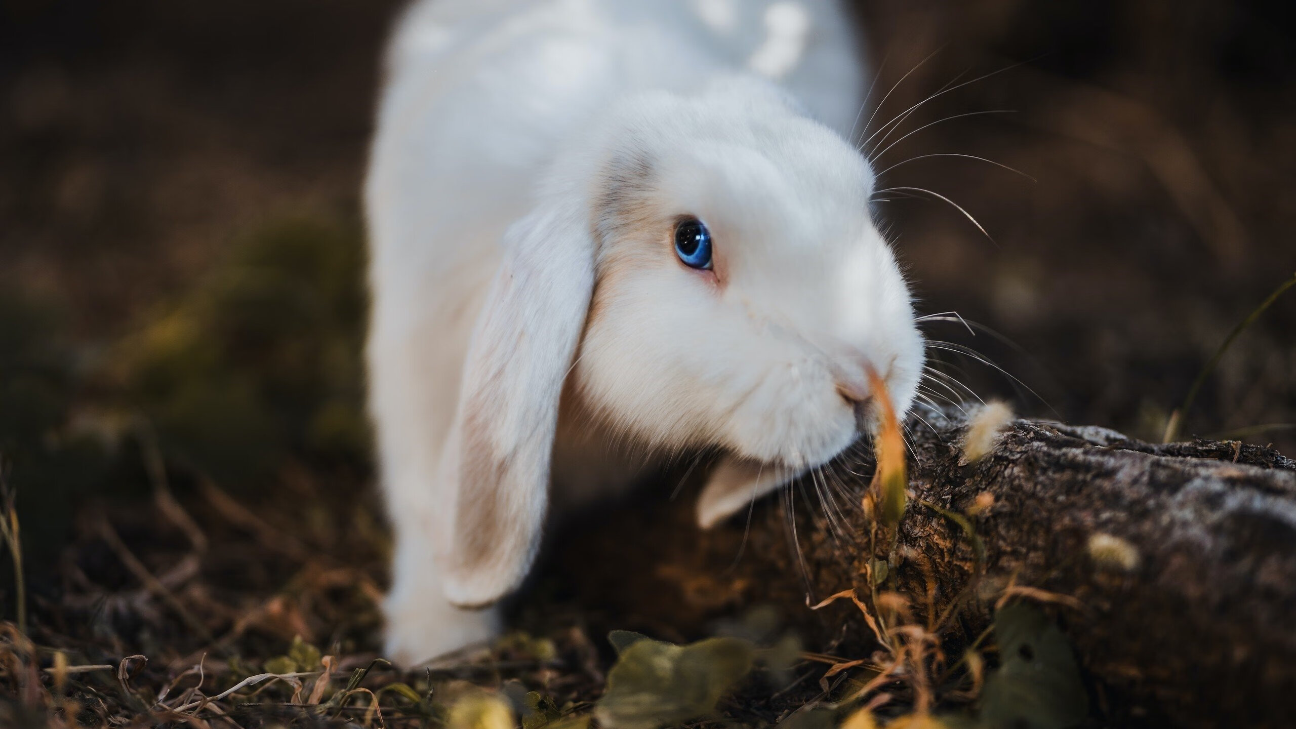 鏖战圣西罗，卡塞米罗关键一击，西班牙力克AC米兰