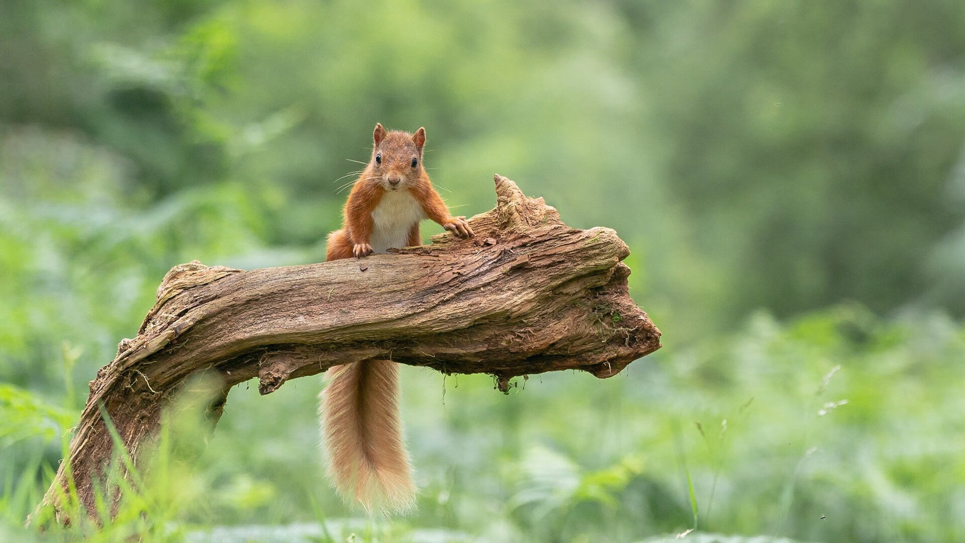 迪亚斯闪电双响，摩纳哥关键战突围那不勒斯，比赛早早失去悬念