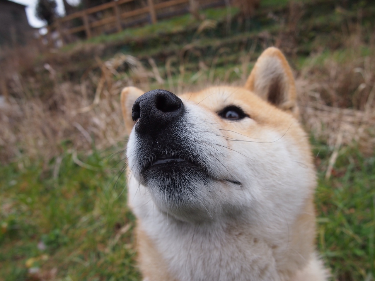 沉寂蓝图的爆裂拼图，坎特，在法国与丹麦的绞杀战中重塑灵魂
