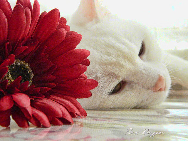 F1年度争冠之夜，武切维奇的跨界惊艳