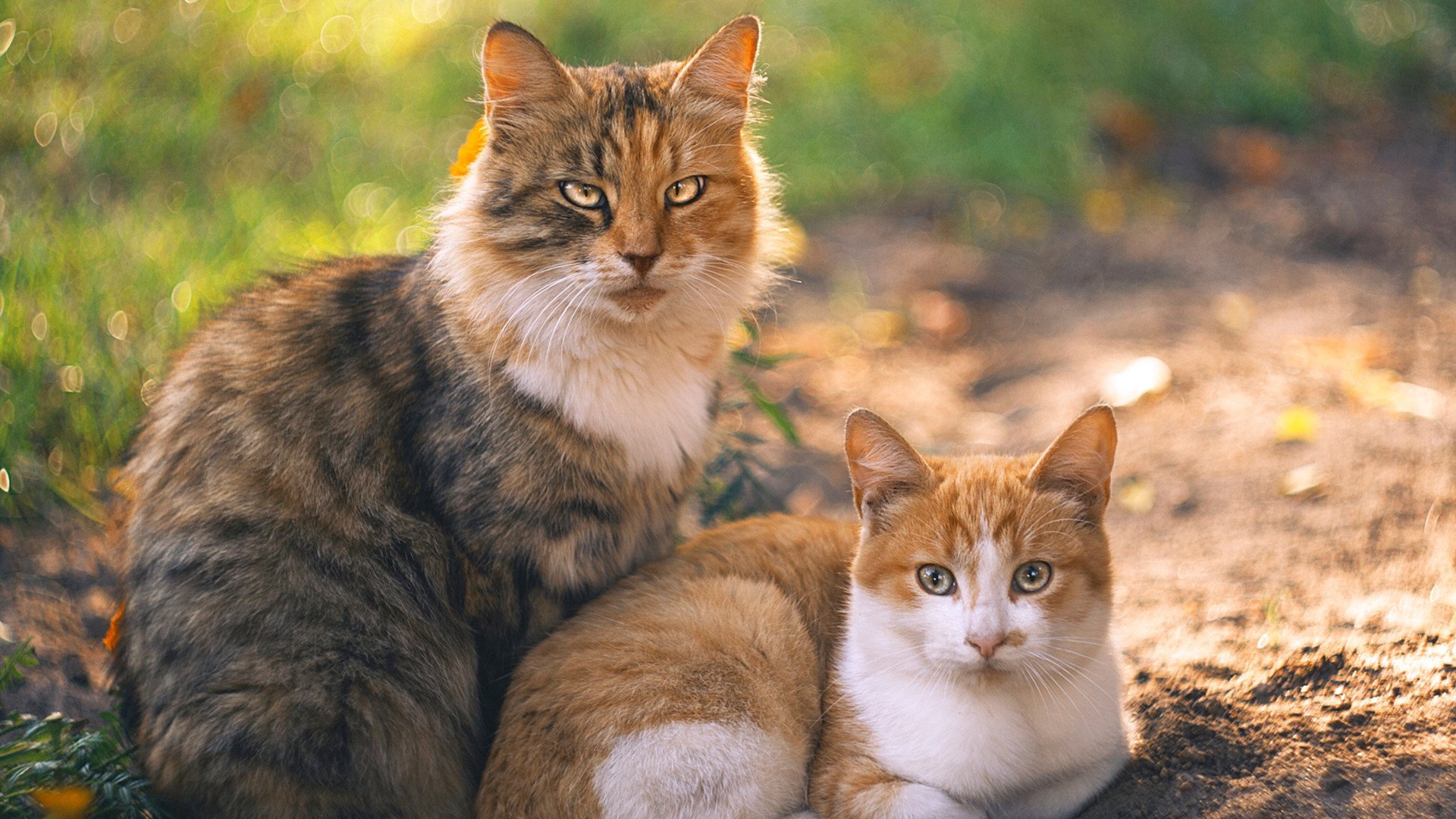 当喀麦隆逆袭波兰，孙兴慜接管奥运关键战—世界体育新势力的崛起与亚洲王牌的担当