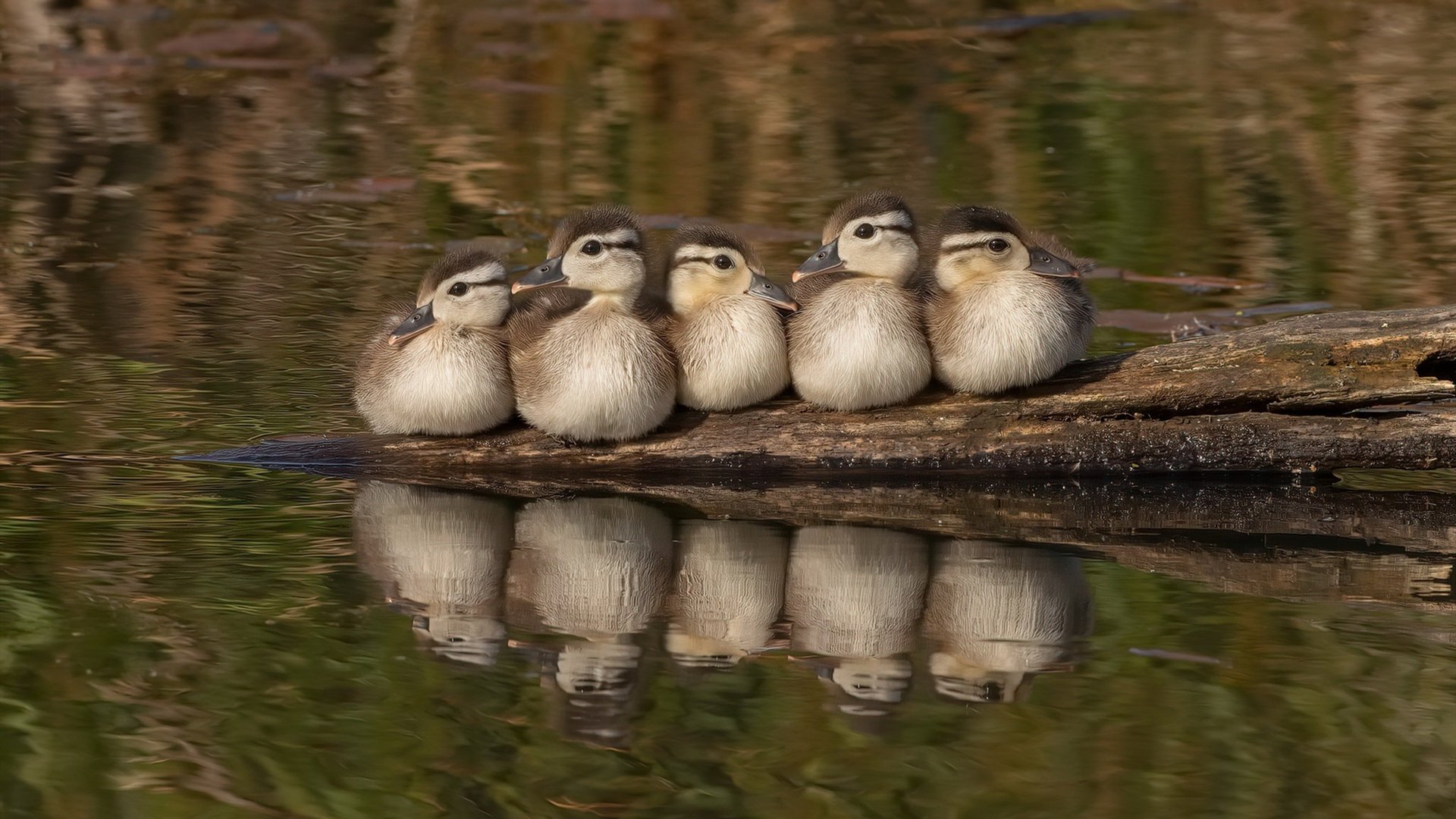 非洲雄狮咆哮多哈,卡拉斯科关键一击,喀麦隆撼动潘帕斯巨人